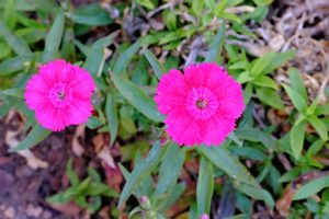 XT1F1624_lzn