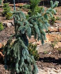 Picea pungens 'The Blues'