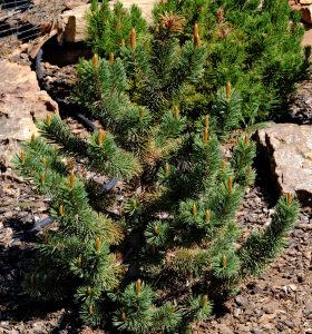 Pinus aristata