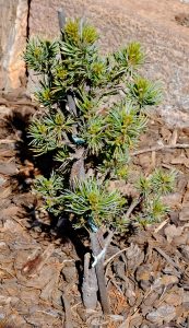 Pinus parviflora