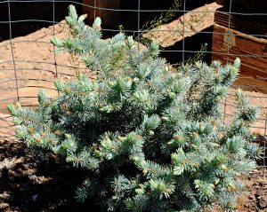 Picea pungens 'R.H. Montgomery'