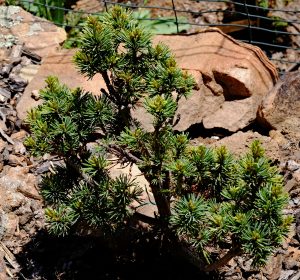 Pinus parviflora