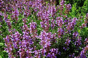 Salvia officianalis