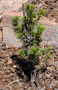 Pinus parviflora 'Pygmy Yatsubusa'