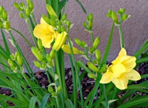 Daylilies