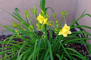 Daylilies