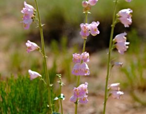 Penstemons