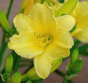 Daylily