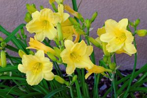 Daylilies