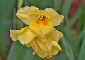 Gladiolus