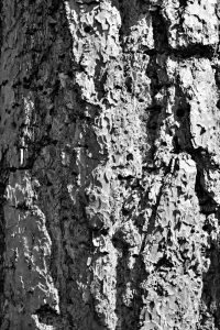 DSCF1463-bw