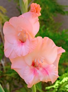 XT1F2242