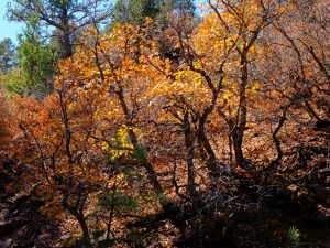 x30f0805_lzn