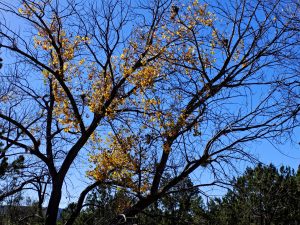 x30f0809_lzn